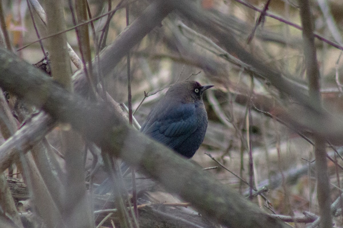 Rusty Blackbird - ML645481213