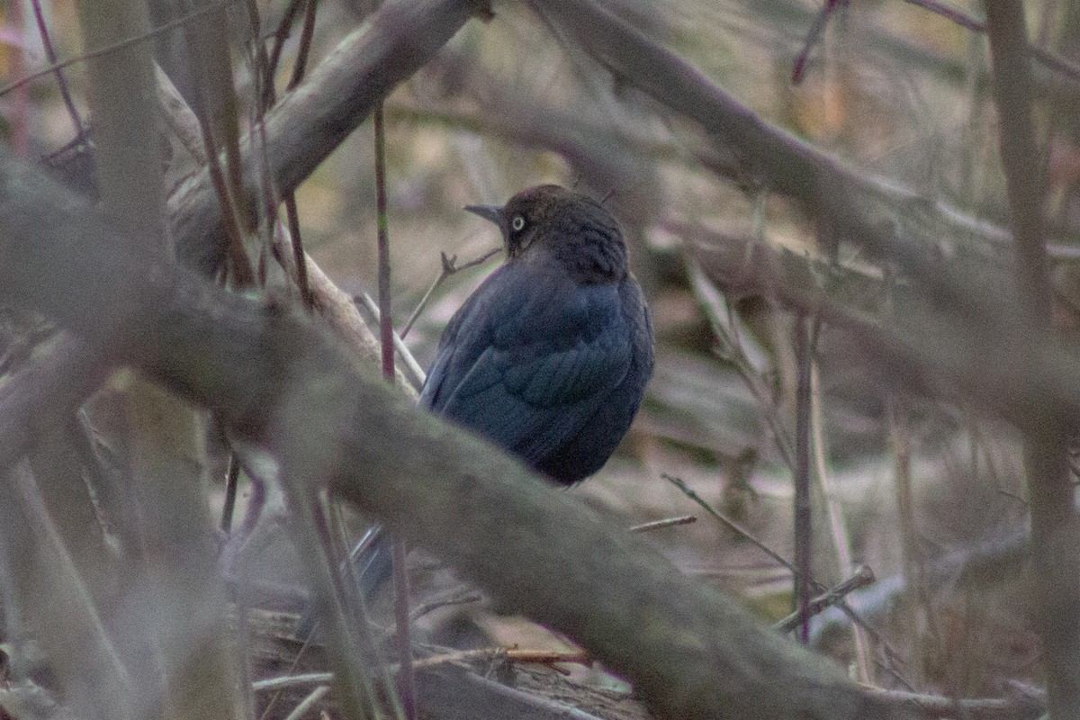 Rusty Blackbird - ML645481214