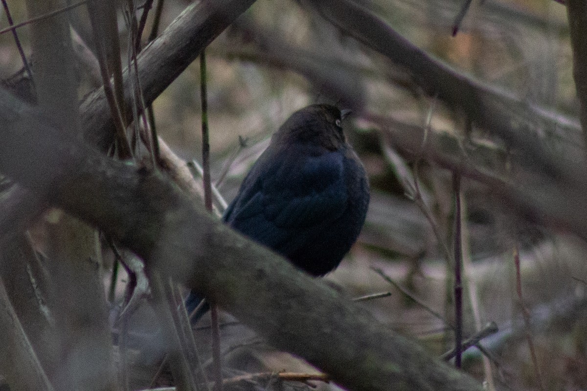 Rusty Blackbird - ML645481215
