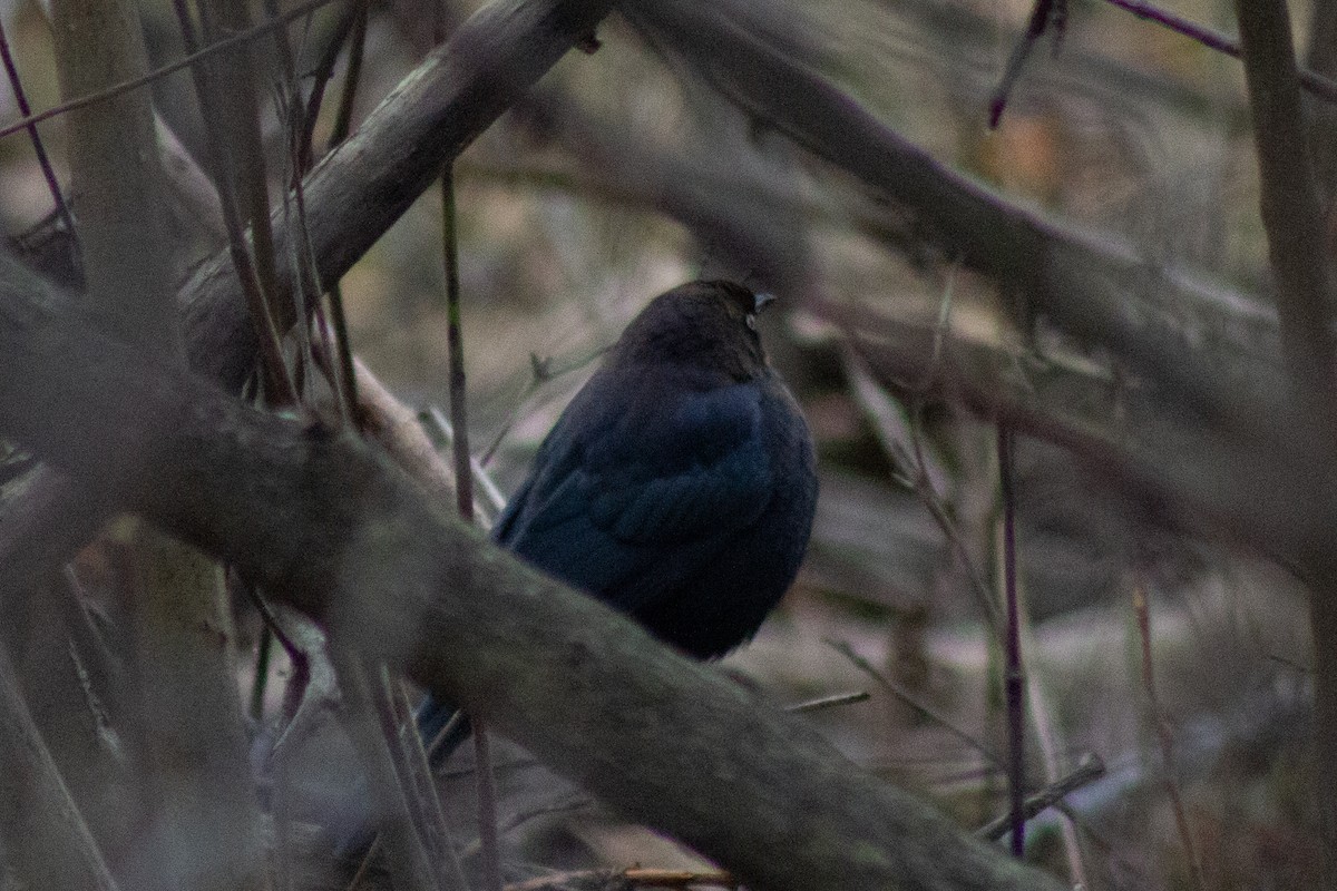 Rusty Blackbird - ML645481216