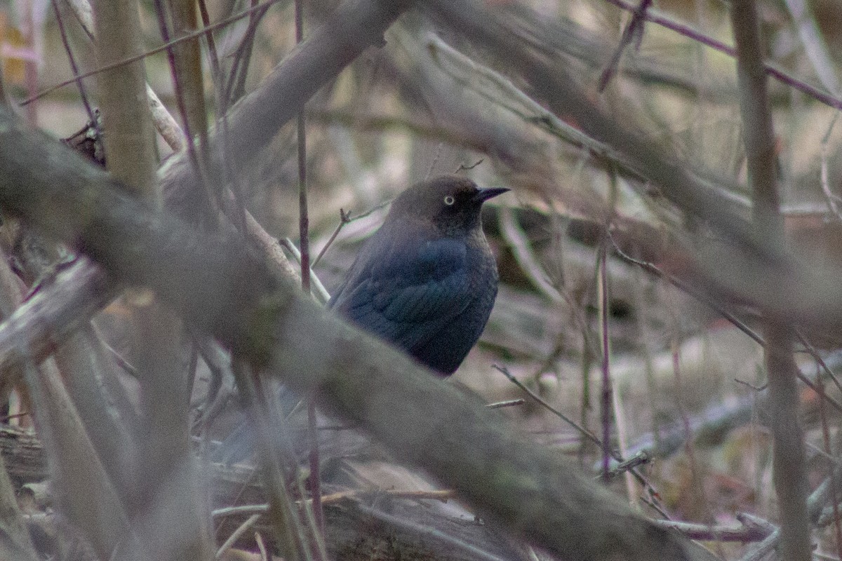 Rusty Blackbird - ML645481217