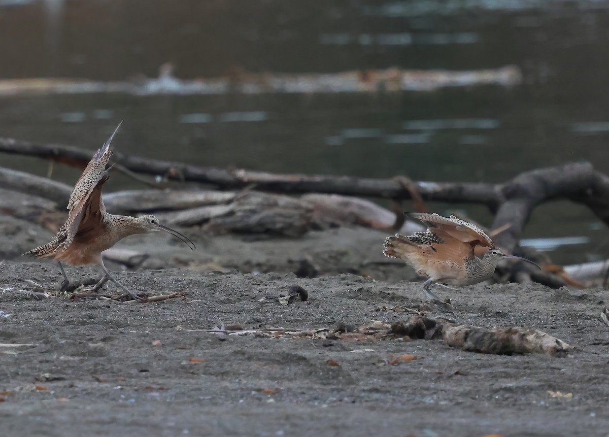 koliha americká - ML645481218