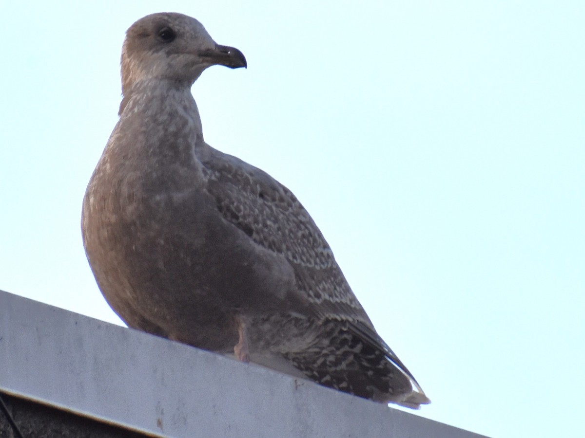 racek západní x šedokřídlý (hybrid) - ML645481219