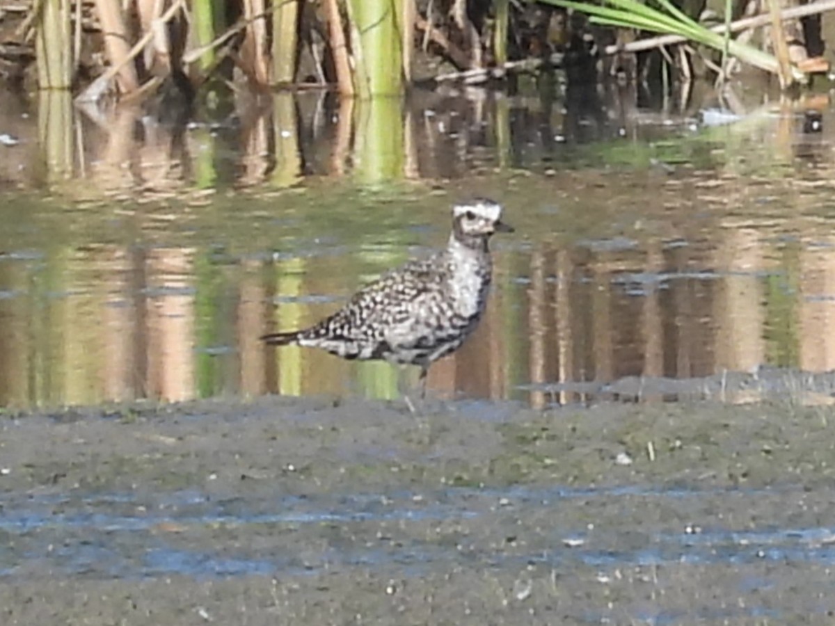 kulík hnědokřídlý - ML645481220