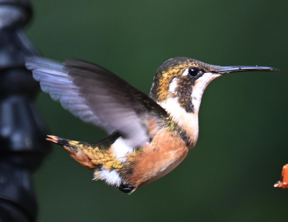 kalypta ostroocasá - ML645481223