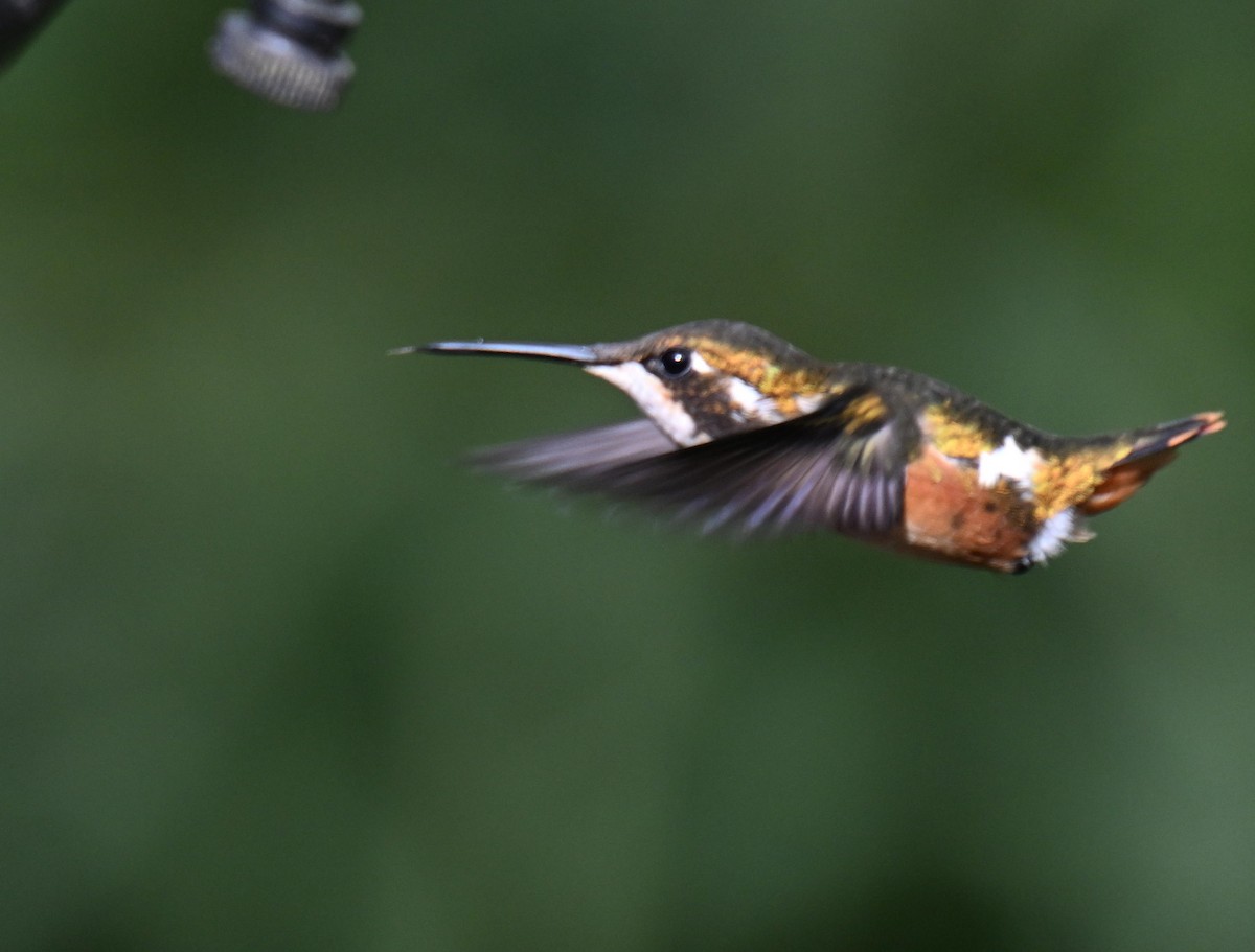 kalypta ostroocasá - ML645481224