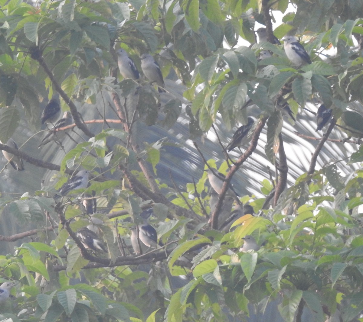 špaček mandžuský - ML645481225