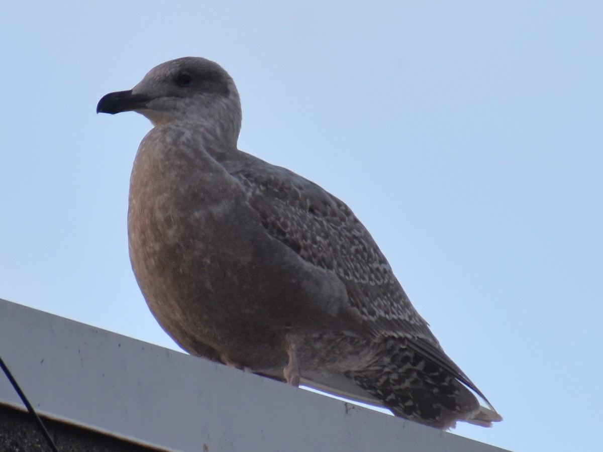 racek západní x šedokřídlý (hybrid) - ML645481226