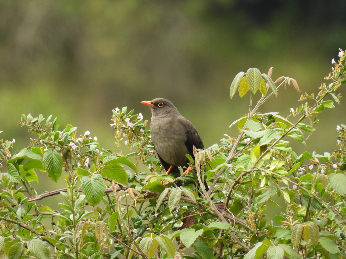 drozd velký - ML645481227