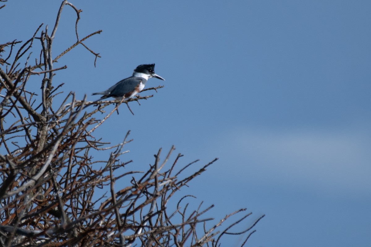 rybařík pruhoprsý - ML645481229