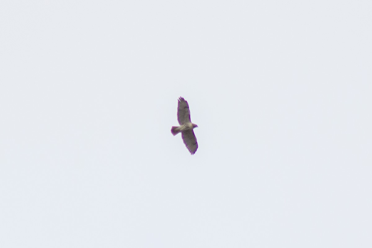 káně rudochvostá - ML645481230