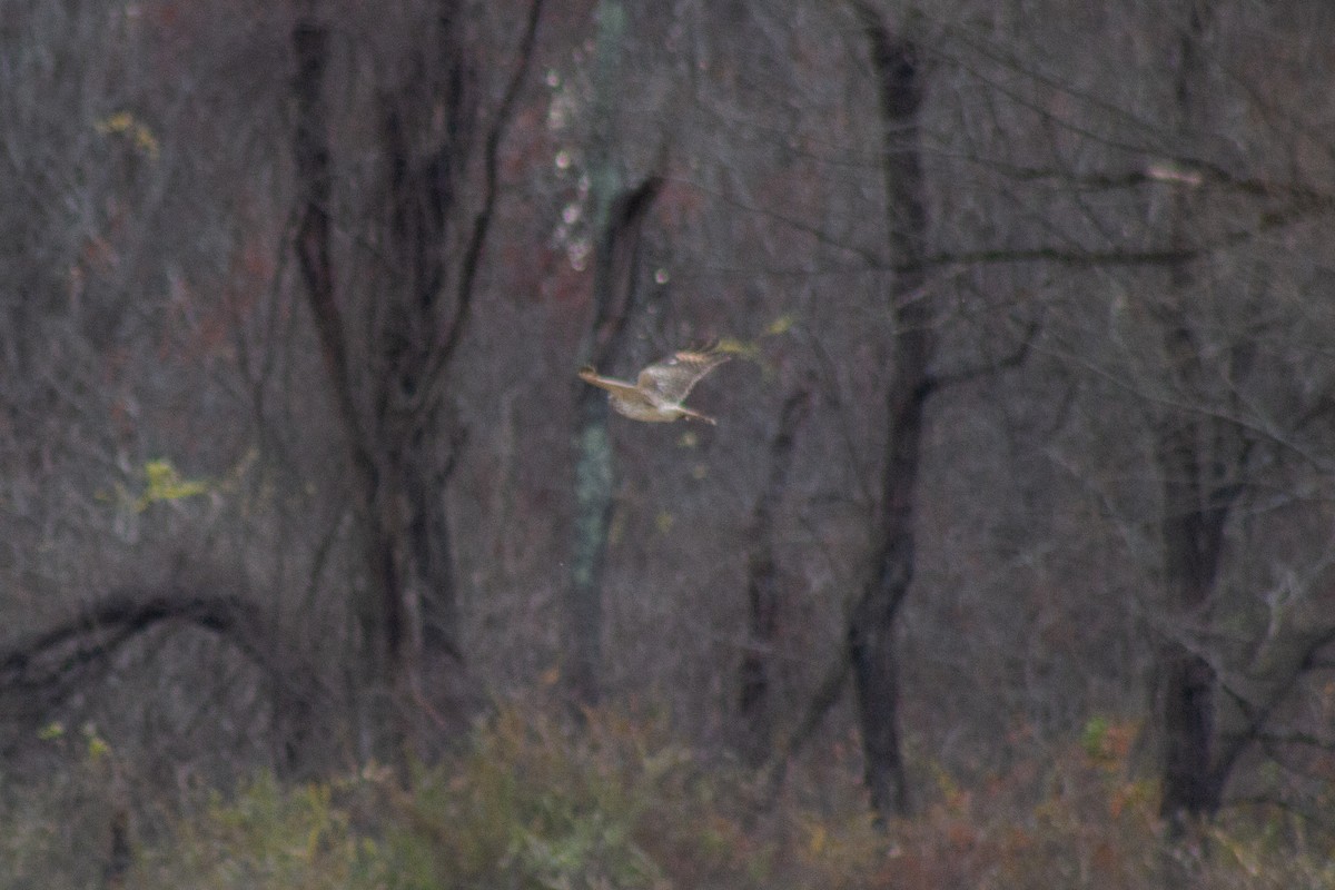 Лунь американський - ML645481232