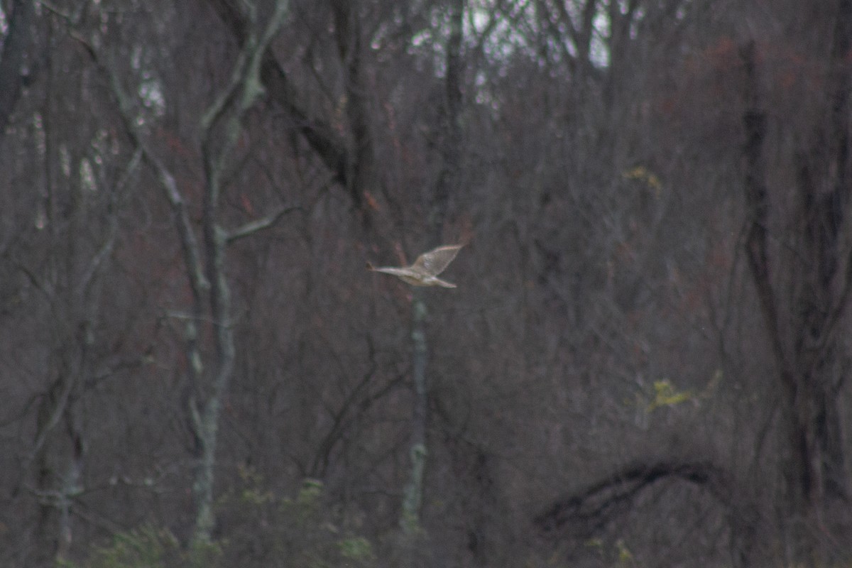 Лунь американський - ML645481233