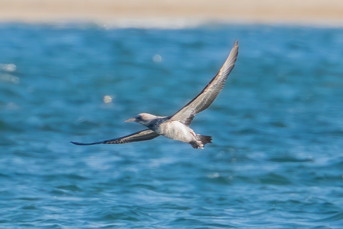 Northern Gannet - ML645481234