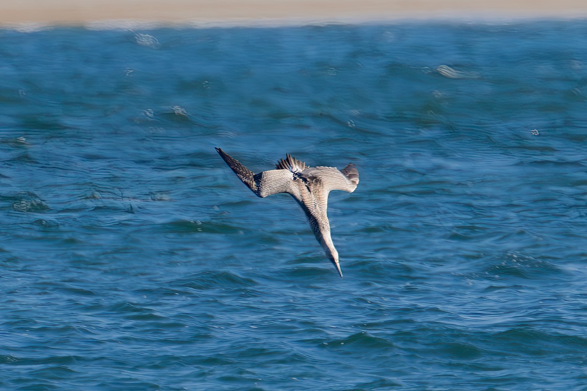 Northern Gannet - ML645481235