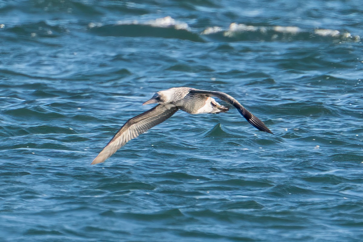 Northern Gannet - ML645481236