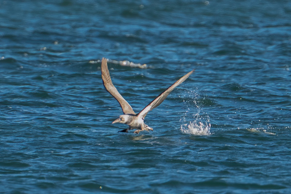 Northern Gannet - ML645481237