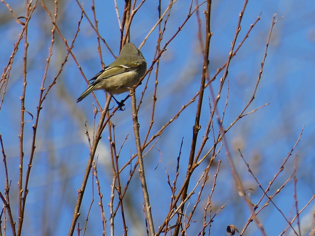 Ruby-crowned Kinglet - ML645481238