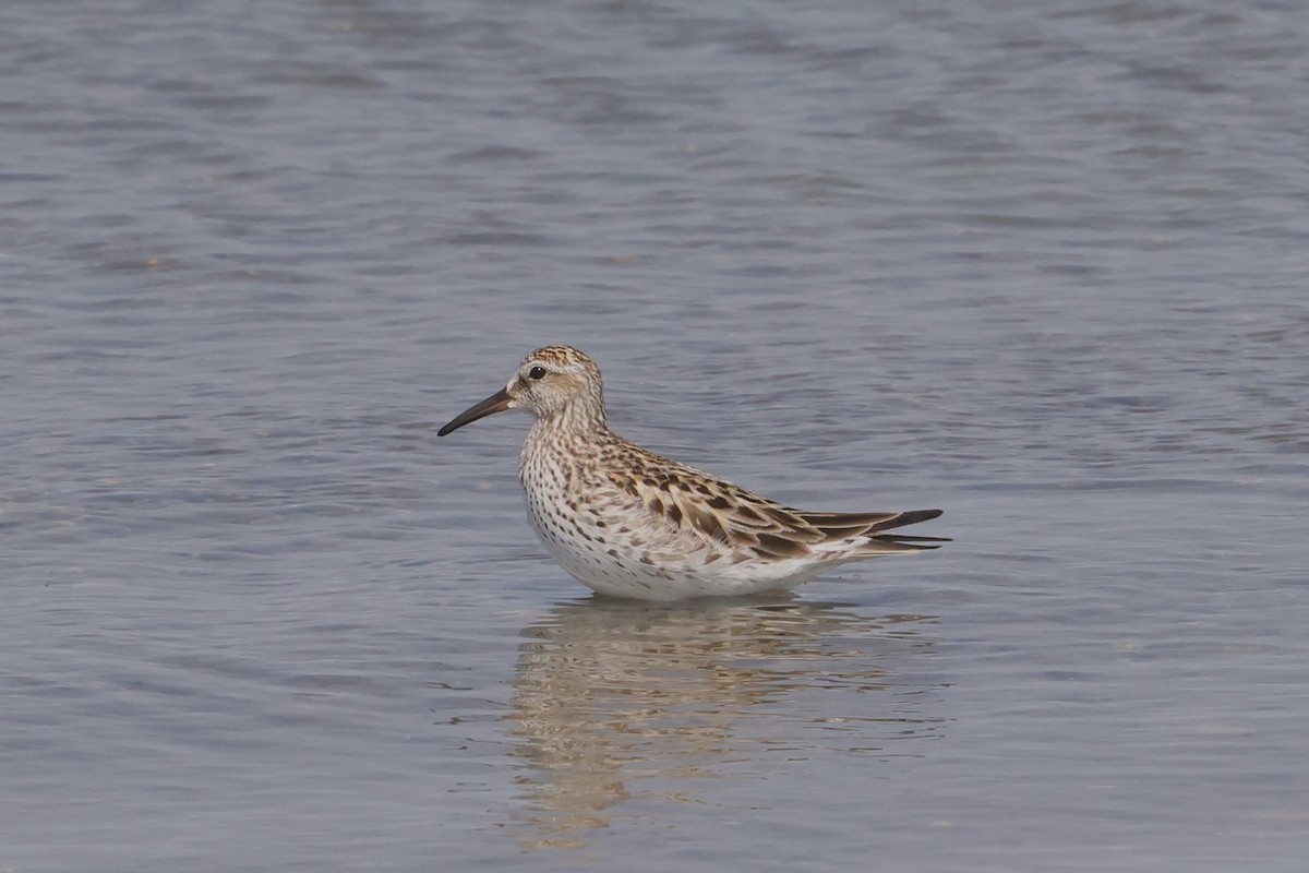 jespák tundrový - ML645481250