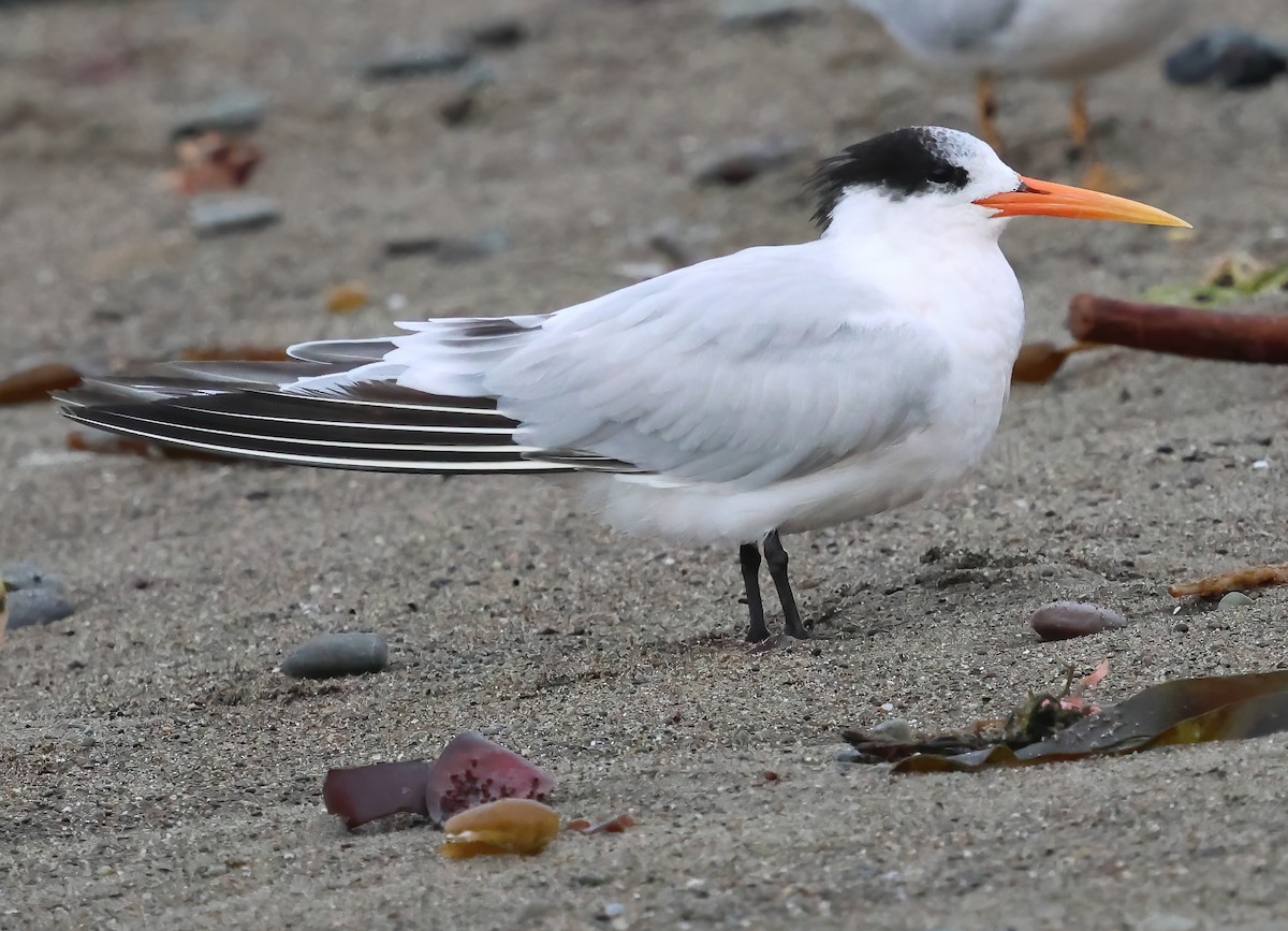 Elegant Tern - ML645481263