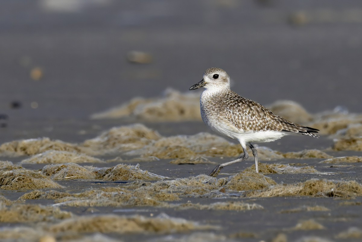 Black-bellied Plover - ML645481266