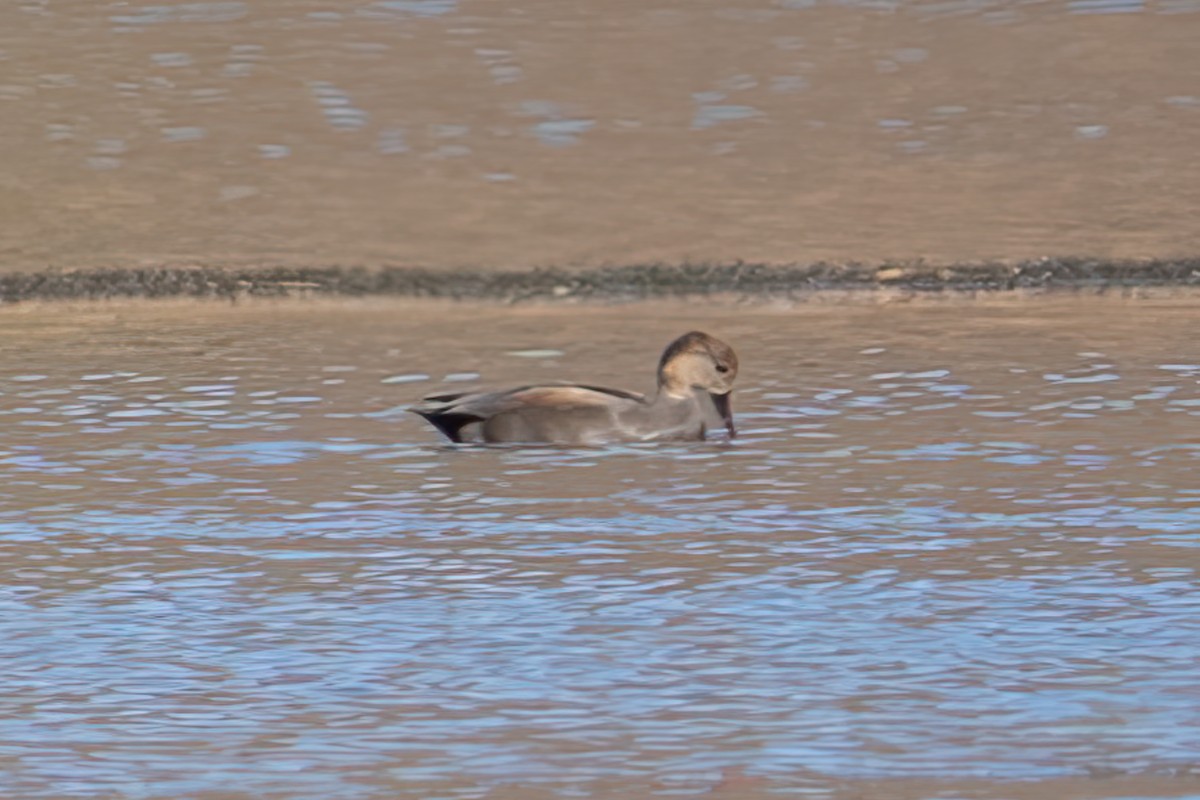 Серая утка - ML645481267