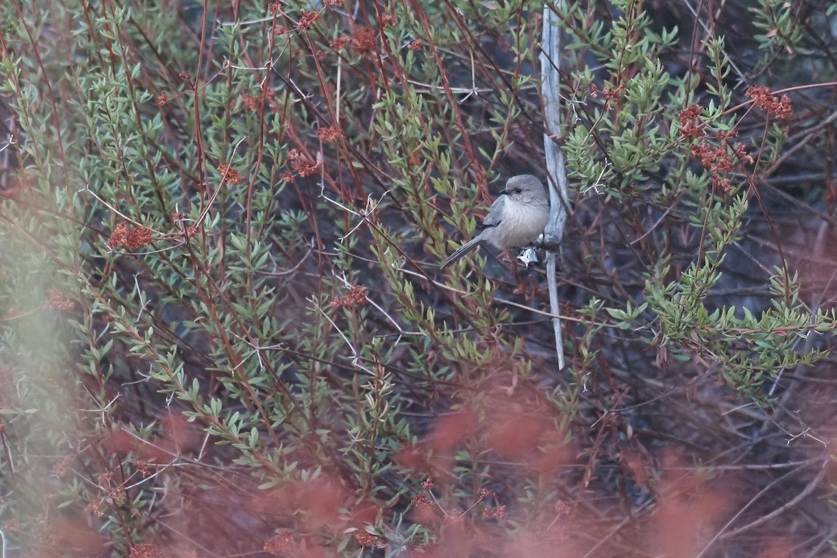 Bushtit - ML645481270