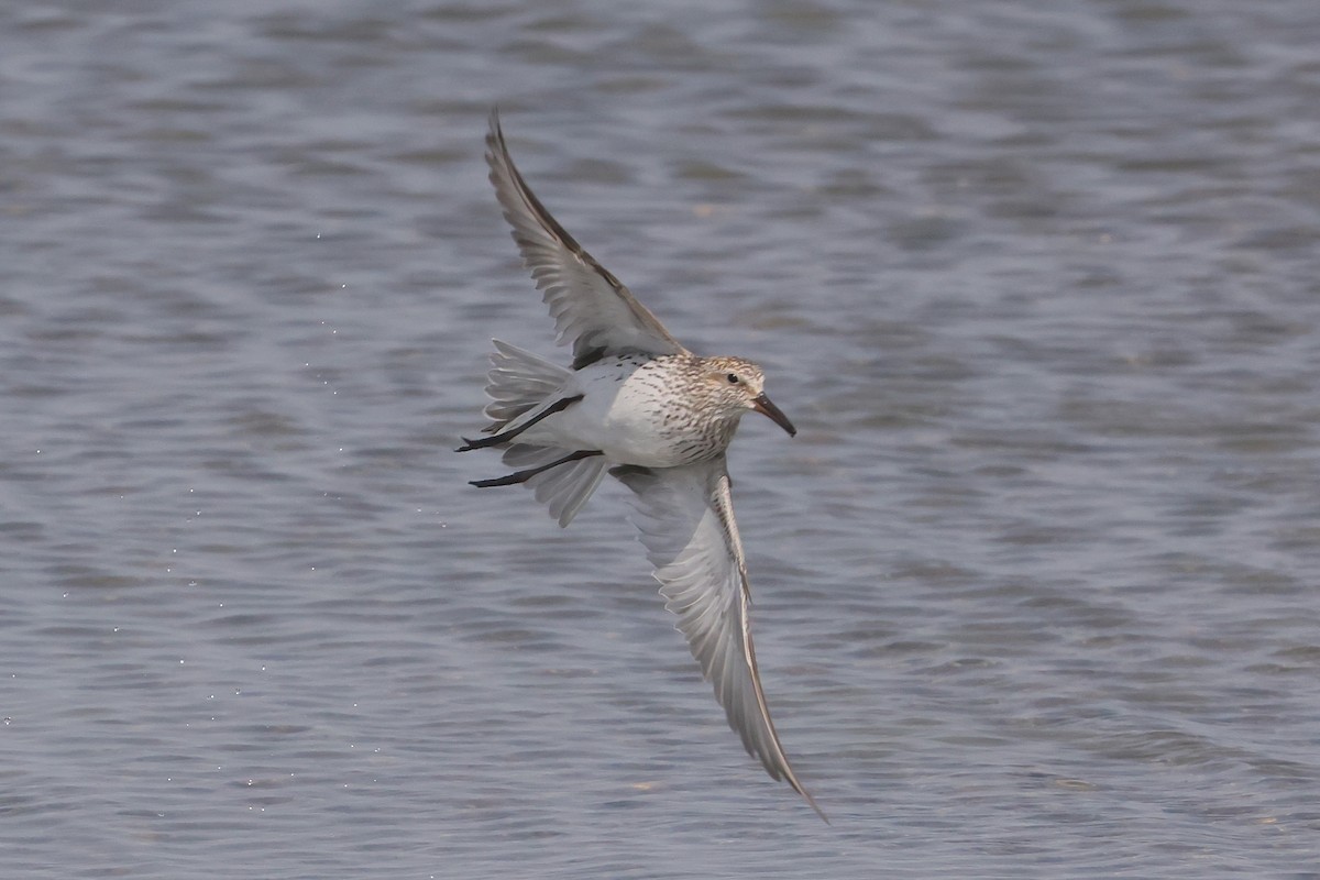 jespák tundrový - ML645481276