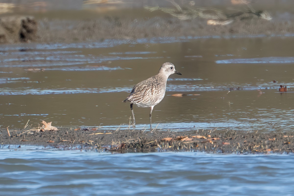 Black-bellied Plover - ML645481278