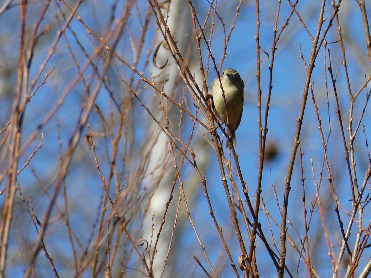 Ruby-crowned Kinglet - ML645481279