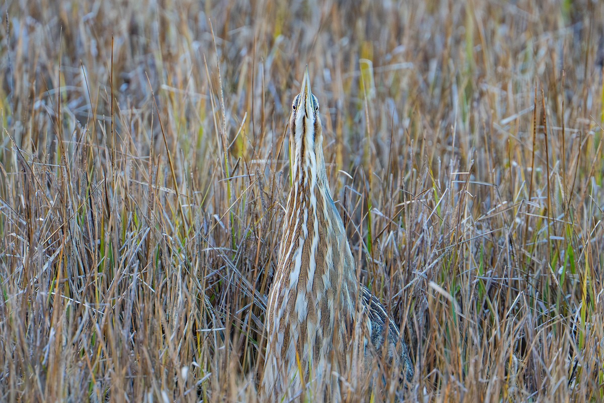 American Bittern - ML645481286