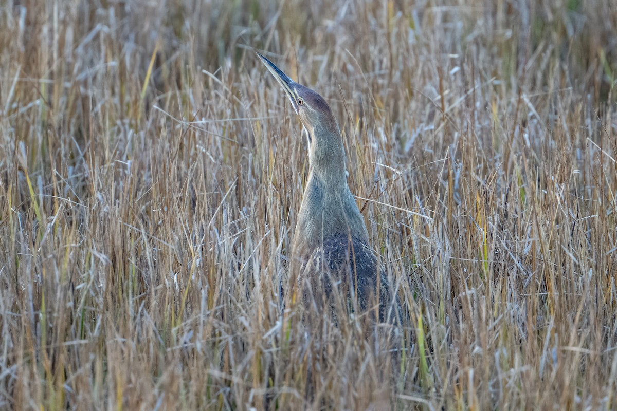 American Bittern - ML645481287
