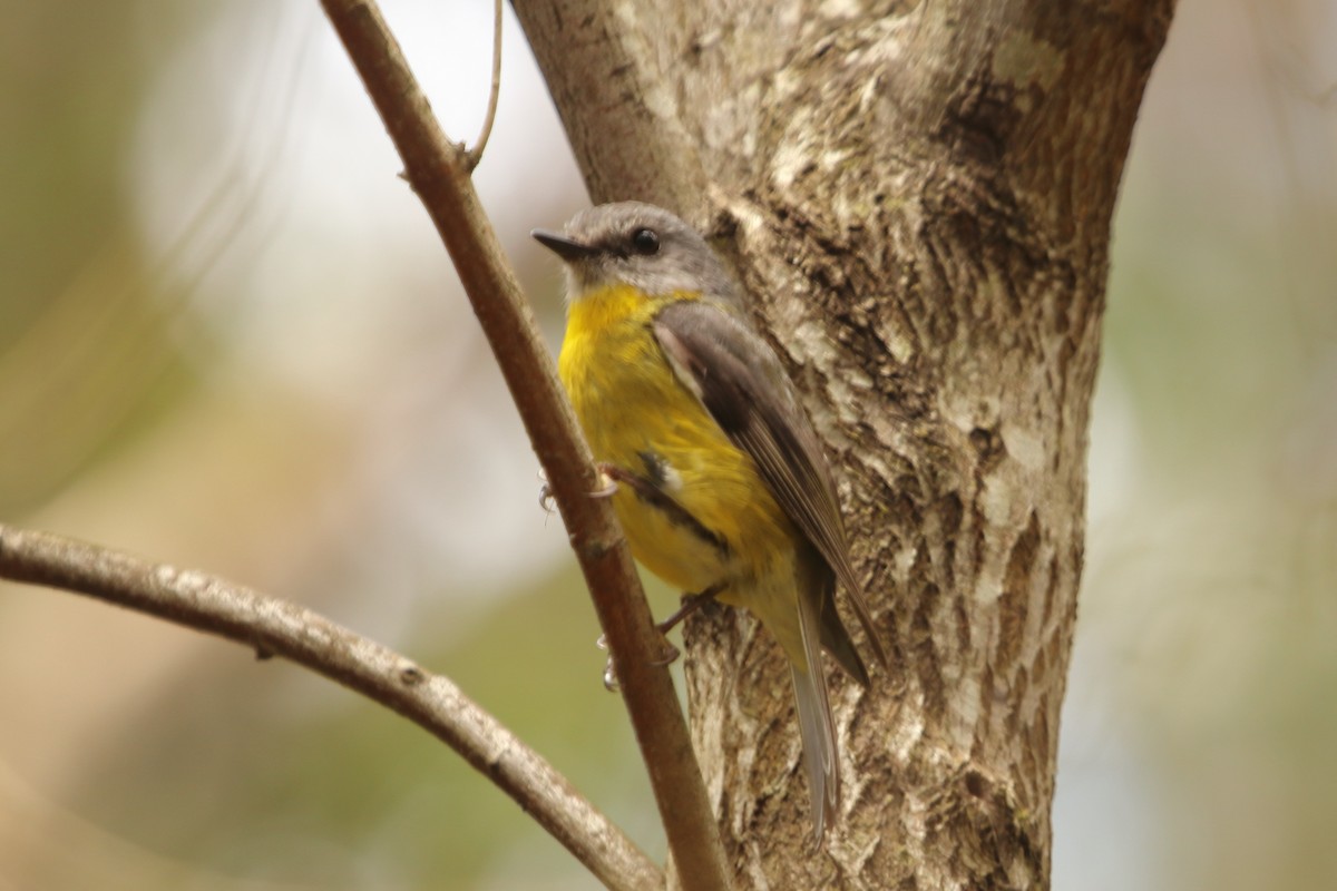 Eastern Yellow Robin - ML645481290