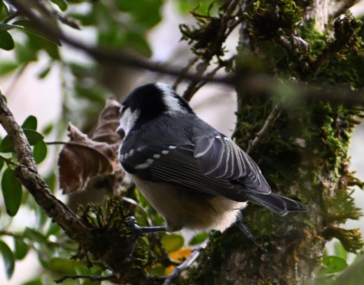 煤山雀 - ML645481297