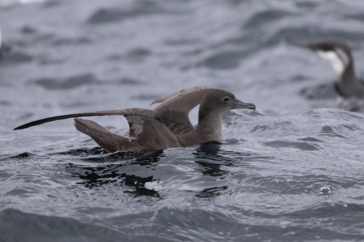 Sooty Shearwater - ML645481302