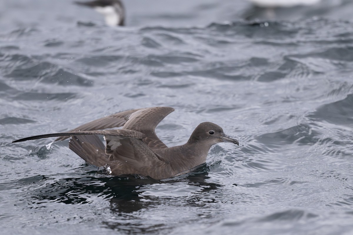 Sooty Shearwater - ML645481303