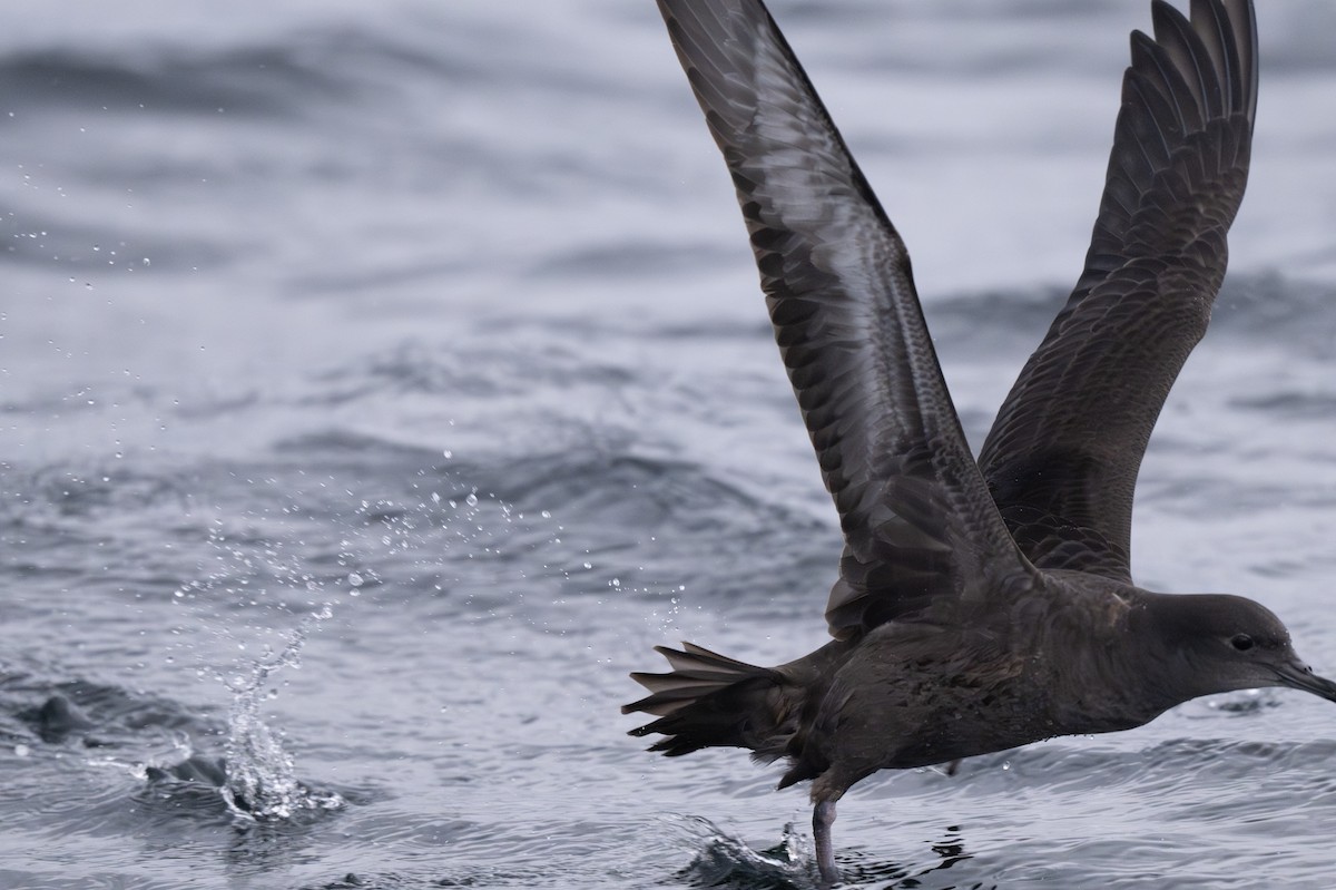 Sooty/Short-tailed Shearwater - ML645481307