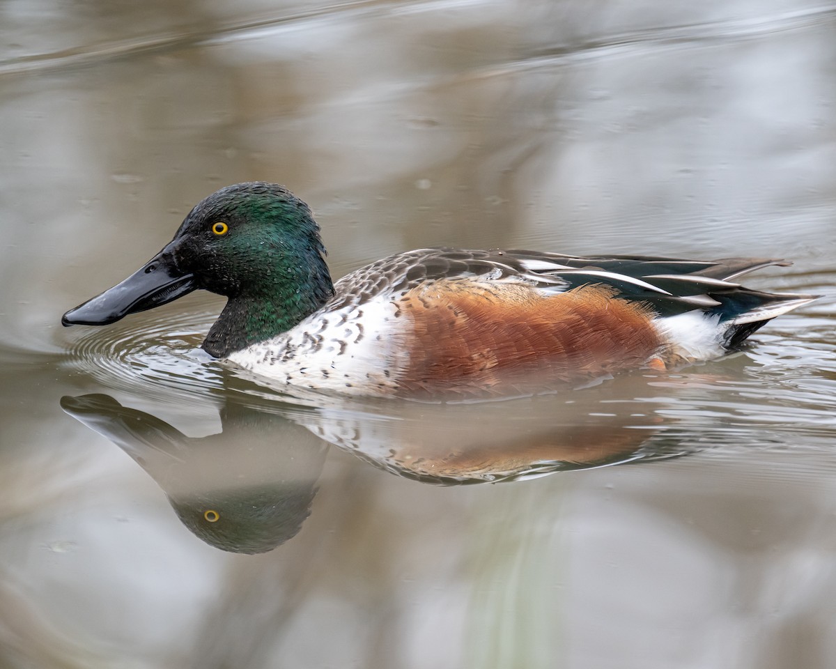 Ahate mokozabal zuria - ML645481317