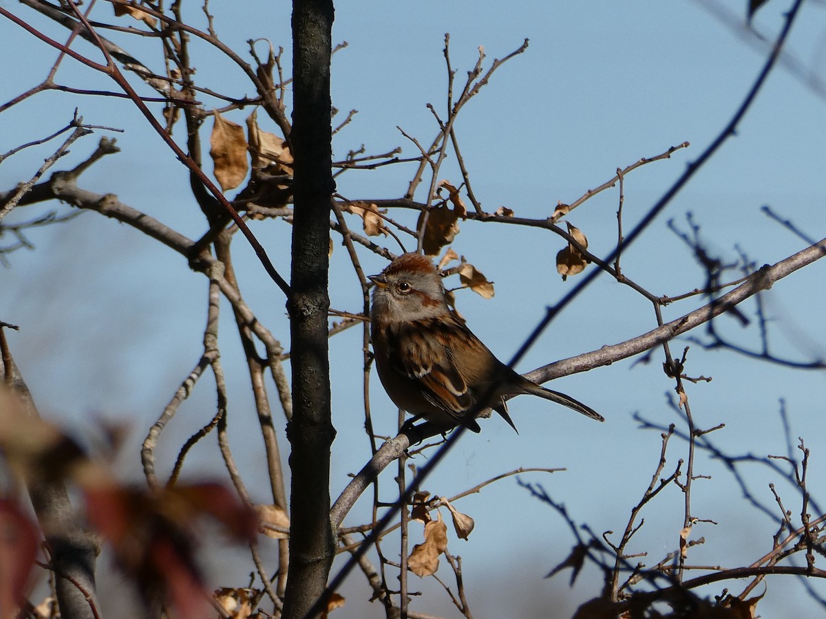 American Tree Sparrow - ML645481318