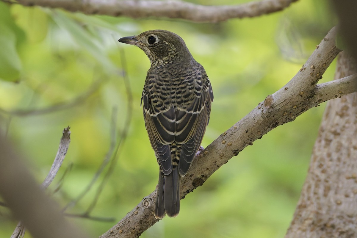White-throated Rock-Thrush - ML645481344