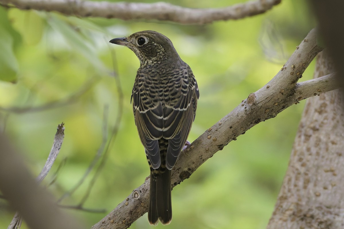White-throated Rock-Thrush - ML645481345