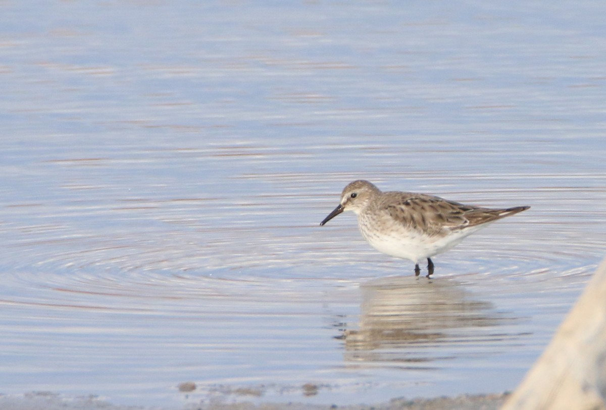 jespák tundrový - ML645481354