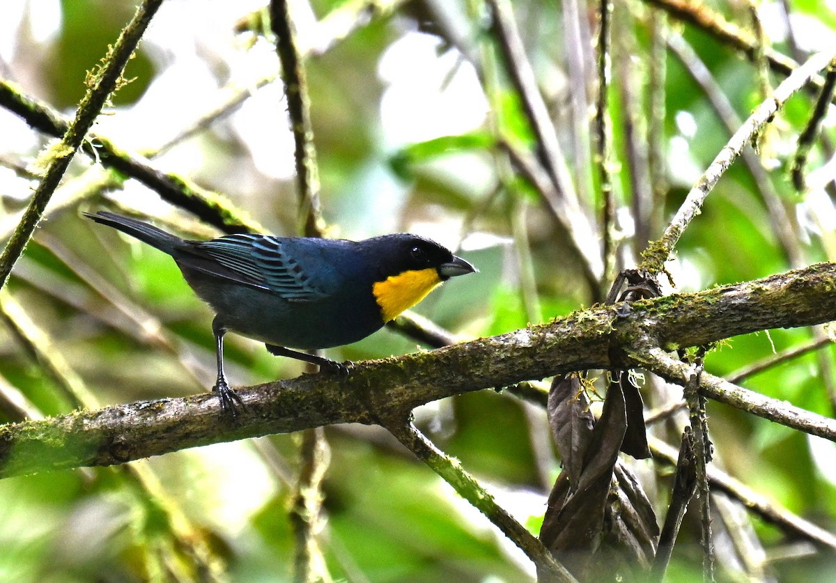 Purplish-mantled Tanager - ML645481362