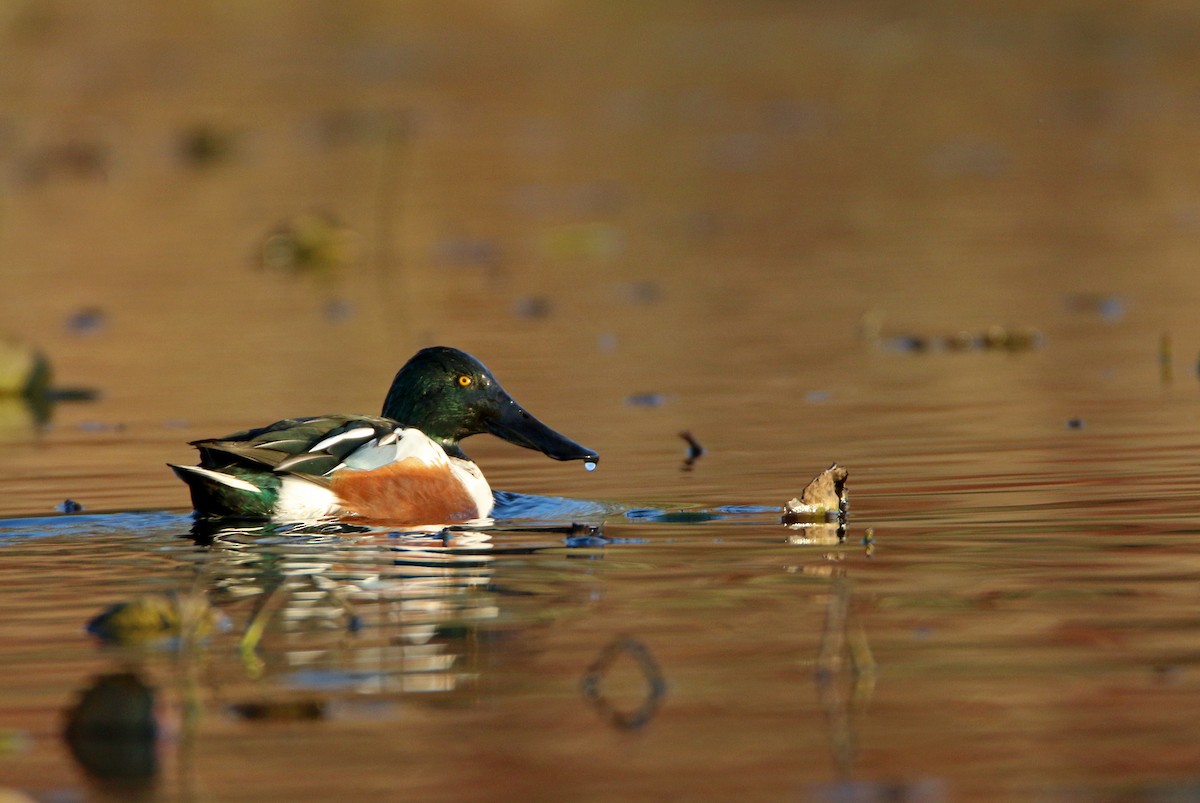 Ahate mokozabal zuria - ML645481365