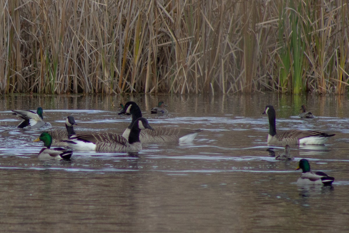 Barnacla Canadiense Grande - ML645481373