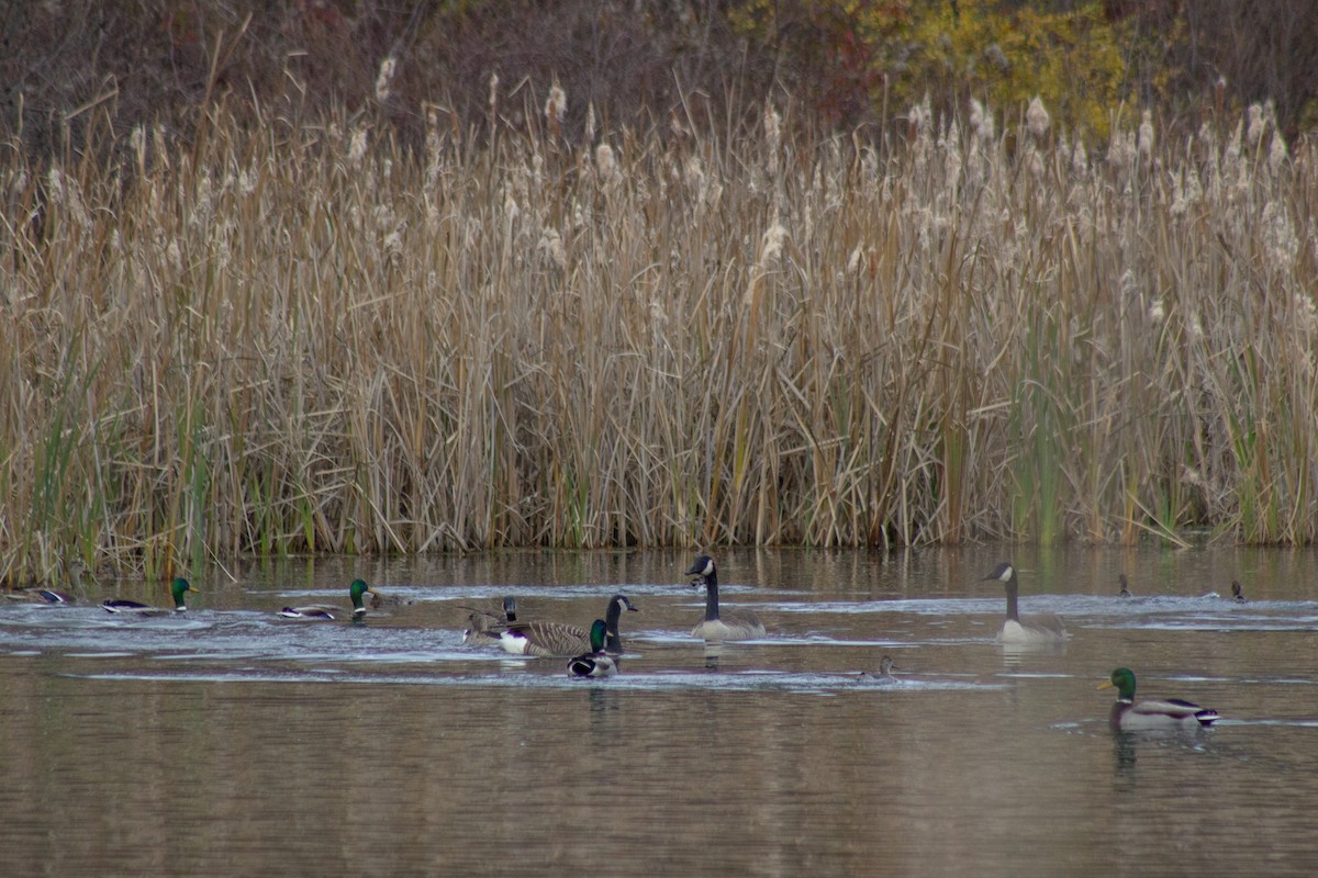 Barnacla Canadiense Grande - ML645481374