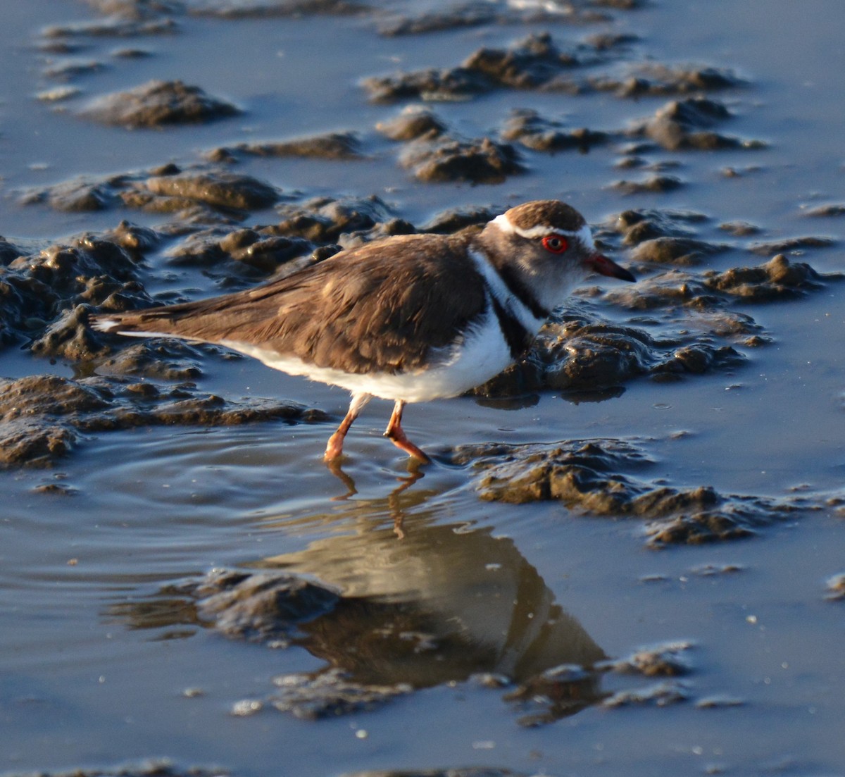 Dreiband-Regenpfeifer - ML645481376