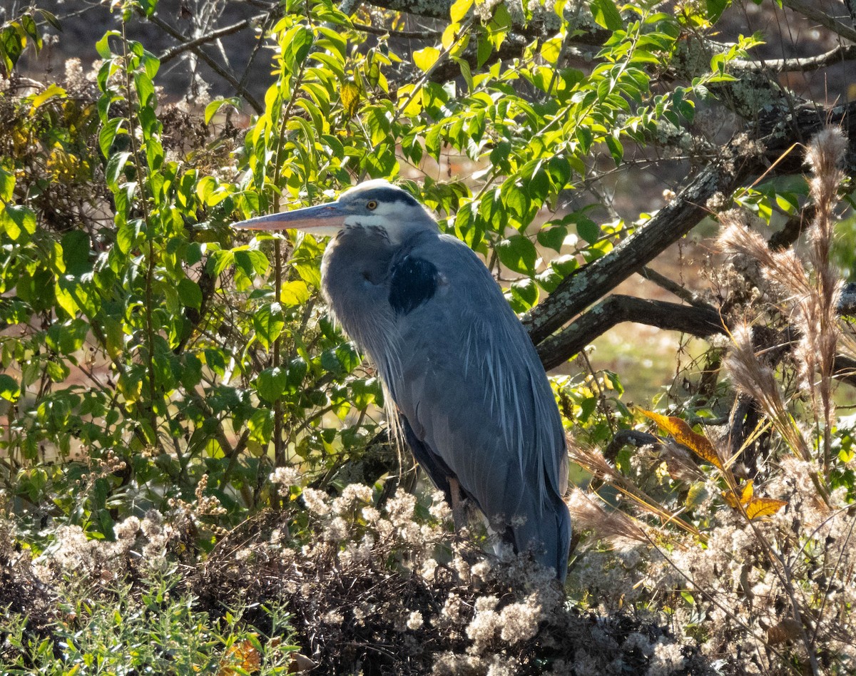 Grand Héron - ML645481385