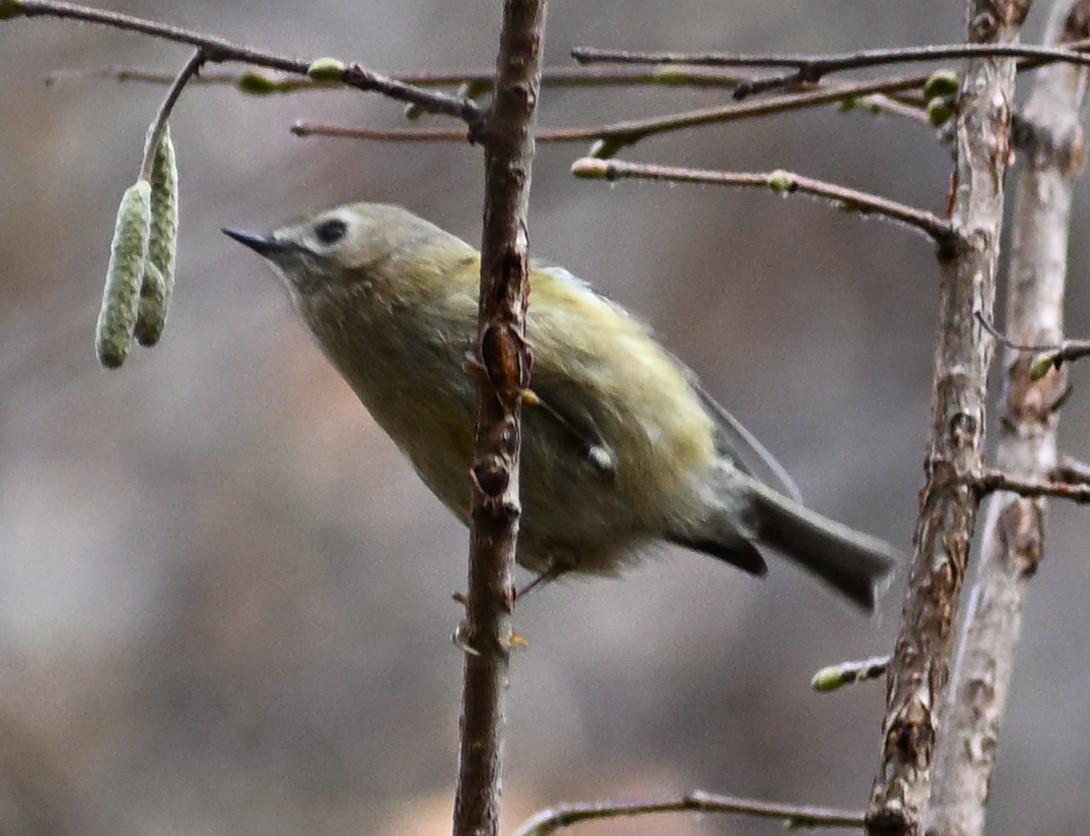 戴菊鳥 - ML645481393