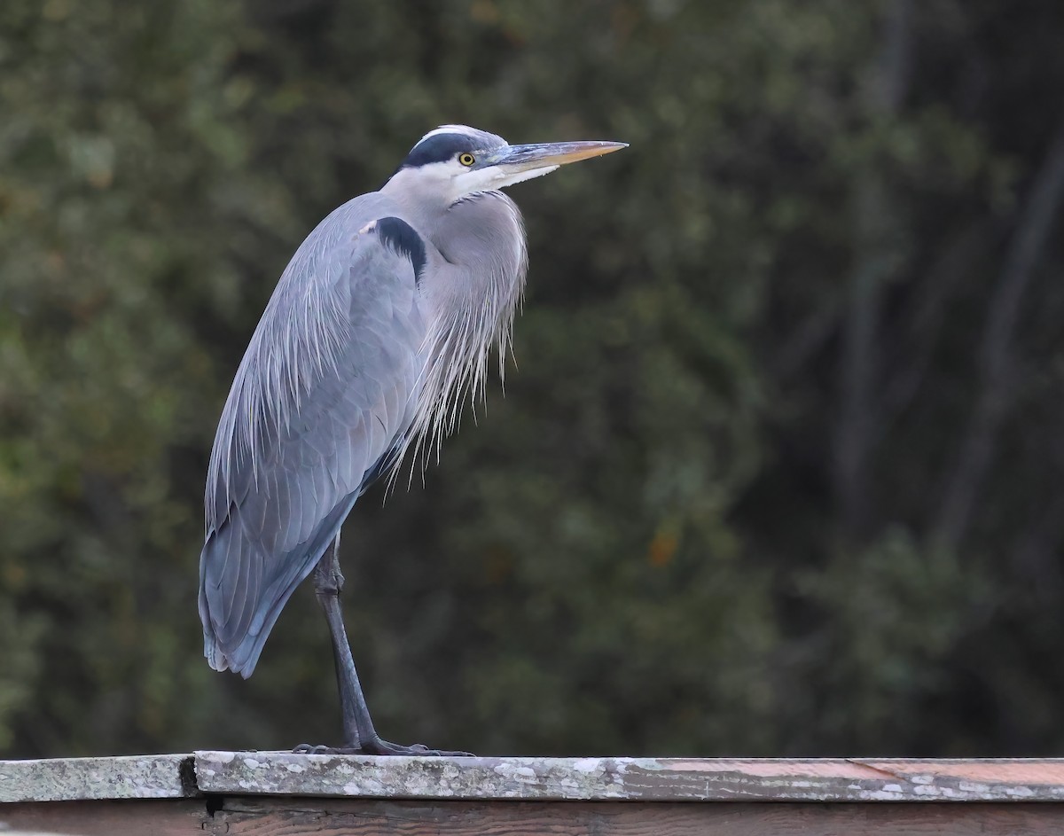 Grand Héron - ML645481397